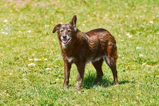 Mongrel Dog on the Lawn in the Spring