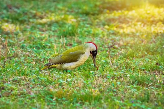 Green Woodpecker Looking for a Food on the Ground