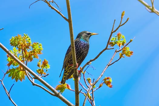 Common Starling (Sturnus Vulgaris) Perching on the Branch
