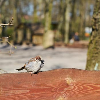 Sparrow on a fence in spring