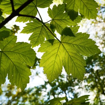 Leaves of a maple in spring