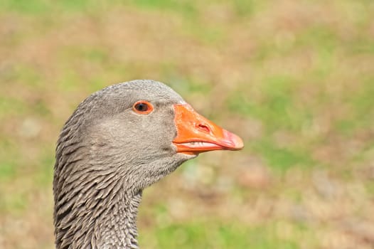 Portrait of Greylag Goose. Domestic goose.