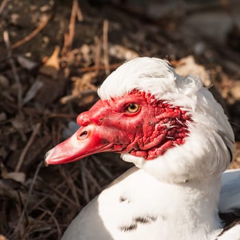 Portrait of Muscovy duck (Cairina moschata). Domestic duck. (Cairina moschata domestica)