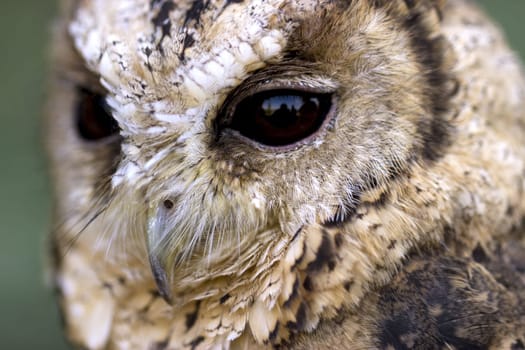 Portrait of a Hindu collared owl