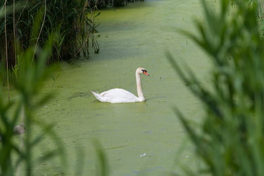 single white swan between the reed in a beautiful canal in the netherlands