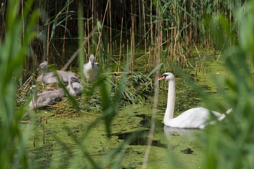swan guarding his nest with young chicks between the reed