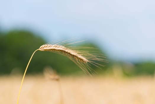 closeup of ripe wheat ears in summer