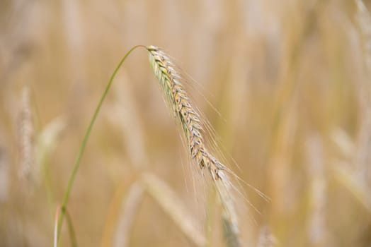 closeup of ripe wheat ears in summer