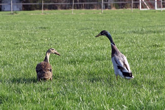 A pair of Laufenten on a meadow