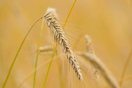 closeup of ripe wheat ears in summer