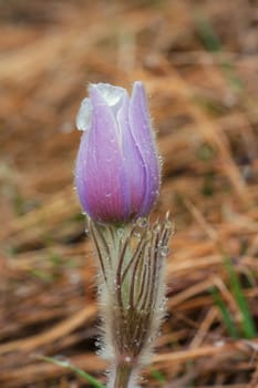A prairie crocus after a snow fall covered in water droplets.