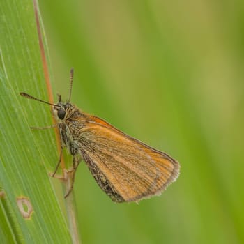 Macro of a European Skipper resting on a blade of grass.