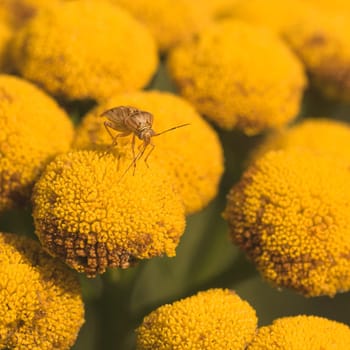 Macro of a lygus bug resting on a yellow tansy flower.