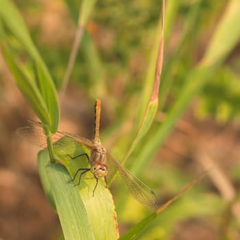 Macro of a brown cherry-faced meadowhawk dragonfly resting on a blade of grass, facing the camera.
