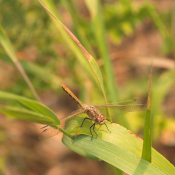 Macro of a brown cherry-faced meadowhawk dragonfly resting on a blade of grass.