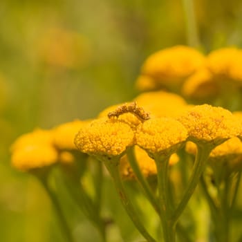 Yellow moth caterpillar crawling on a tansy flower.