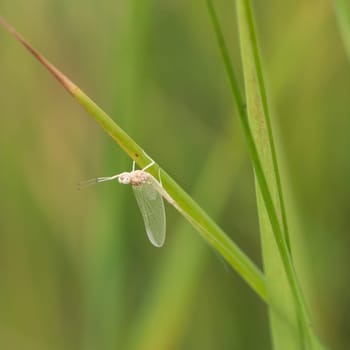 Macro of a small minnow mayfly resting on a blade of grass.