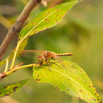 Macro of the predatory Cherry-faced Meadowhawk Dragonfly eating it prey while sitting on a leaf.