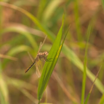 Macro of a brown cherry-faced meadowhawk dragonfly resting on a blade of grass.