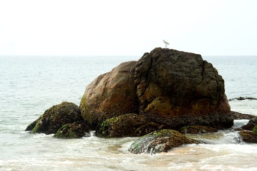 Tiny bird on top of elephant shaped rock at Kovalam Beach in Tiruvanthapuram, Kerala, India, ..Asia..