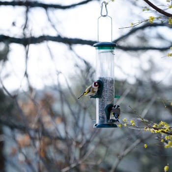two little beutiful bird watching and eating from the feed in the three