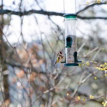 one little beutiful bird watching and eating from the feed in the three