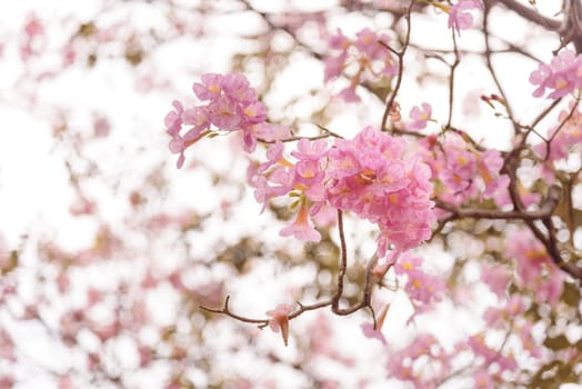 Beautiful Pink Trumpet flower or Tabebuia heterophylla