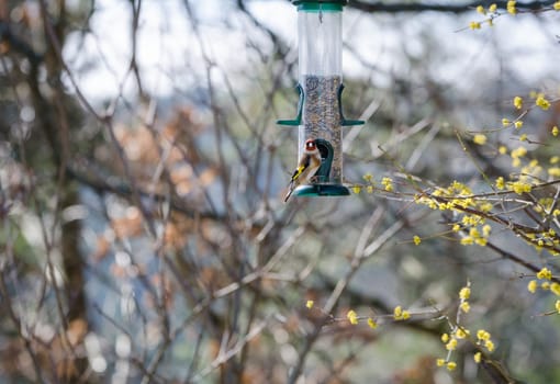 one little beutiful bird watching and eating from the feed in the three