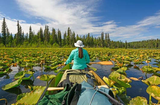 Relaxing in the Lily Pads on Contact Lake in the Kenai Wildlife Refuge in Alaska