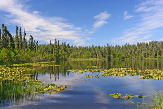 Sun and Lily Pads in the Wilds of the Kenai Wildlife Refuge in Alaska