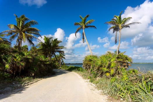 Palm trees by a dirt road in the Sian Kaan Biosphere near Tulum, Mexico