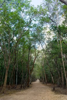 Path through the jungle in the site of the Mayan ruins of Coba, Mexico