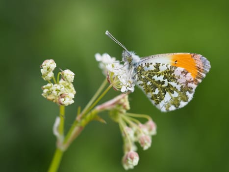 Orange tip