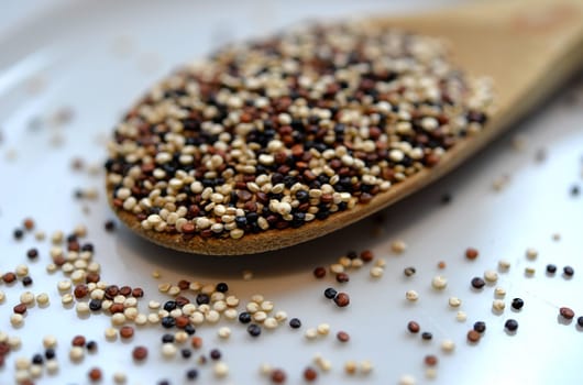 colorful quinoa seed on a spoon