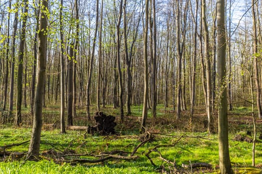 Ghost Forest