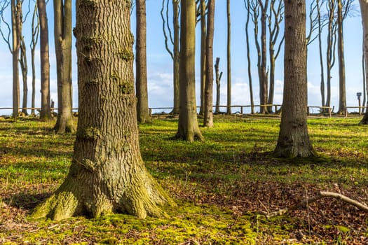 Ghost Forest