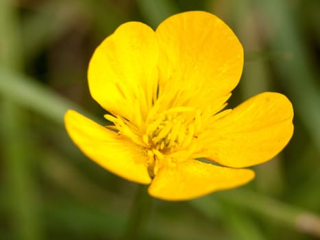 a gorgeous buttercup close up macro detail yellow and green grass and leaf background blur in spring
