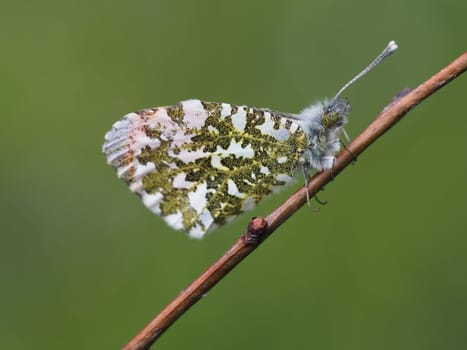 Orange tip