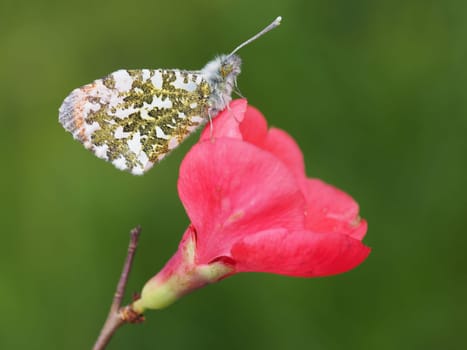Aurora butterfly on Japanese quince blossom