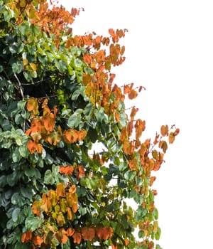 Gold Leaf Bauhinia Aureifolia tree on white background