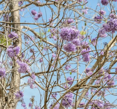 Jacaranda tree with bunches of purple flower in full bloom