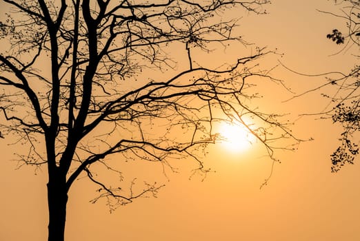 Silhouette tree branch of Lagerstroemia loudonii in sunset sky