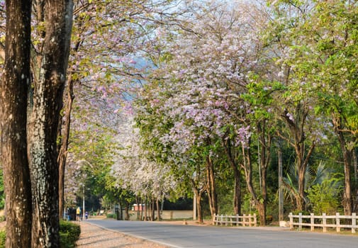 Road along with pink flower Lagerstroemia loudonii trees in full bloom