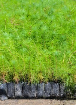 Pine tree nursery for reforestation