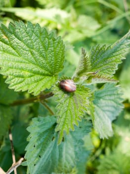 A shell resting upon the top of some nettle leaves