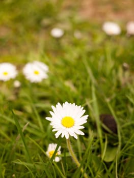 Very beautiful daisy on the grass with a peaceful and relaxing nice spring glow