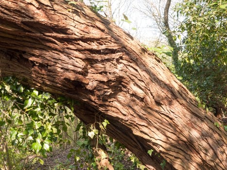 A shot of the detail of some tree bark in the setting sun