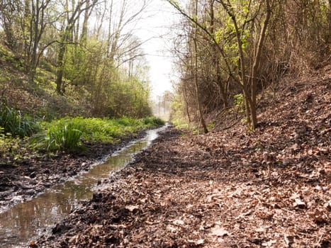 A pathway of water through a forest of trees
