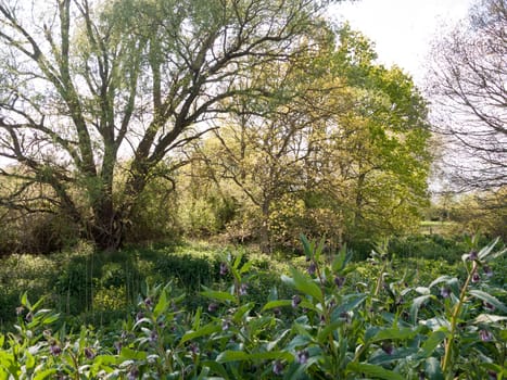 a lush environment of plants, flowers and trees in the outside forest land in the countryside