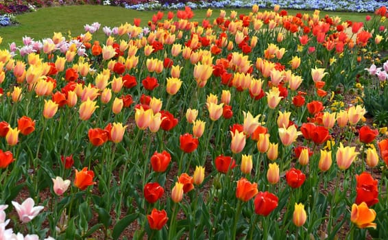 Tulips